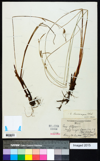 Carex lasiocarpa image