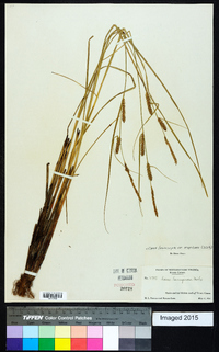 Carex lasiocarpa image