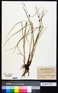 Carex lasiocarpa image