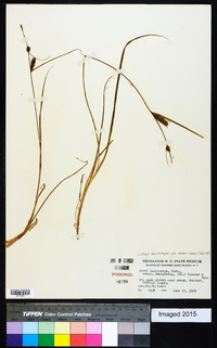 Carex lasiocarpa var. americana image