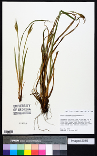 Carex latebracteata image