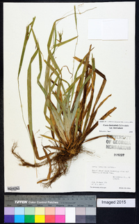 Carex laxiculmis var. laxiculmis image