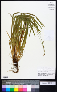 Carex laxiculmis image