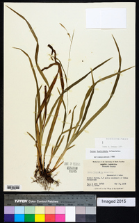 Carex laxiculmis image