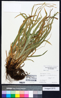 Carex laxiculmis image