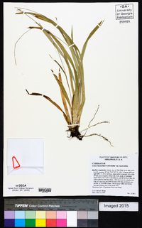 Carex laxiculmis image