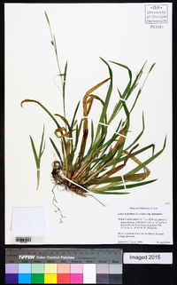 Carex laxiculmis var. laxiculmis image