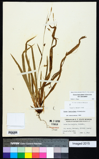 Carex laxiculmis image