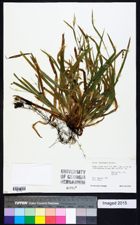 Carex laxiculmis image