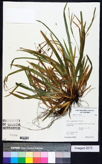 Carex laxiculmis var. laxiculmis image