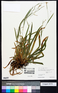 Carex laxiculmis image