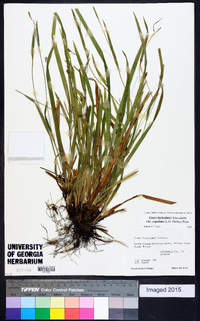 Carex laxiculmis image