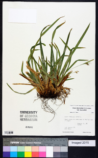 Carex laxiculmis image