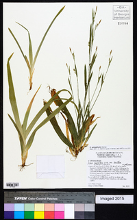 Carex platyphylla image