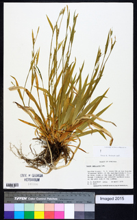 Carex laxiculmis image