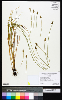 Carex leavenworthii image