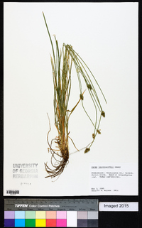 Carex leavenworthii image