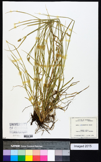 Carex leavenworthii image