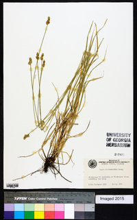 Carex leavenworthii image