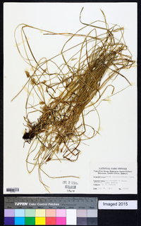 Carex leavenworthii image