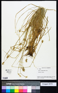 Carex leavenworthii image