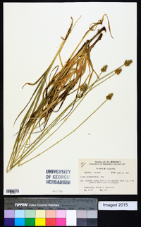 Carex leavenworthii image