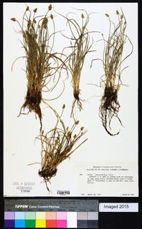 Carex leavenworthii image