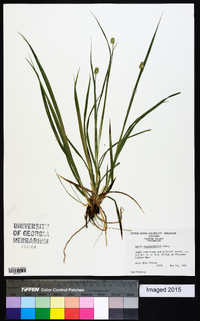 Carex leavenworthii image