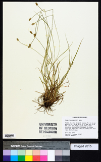 Carex leavenworthii image