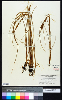 Carex lenticularis image