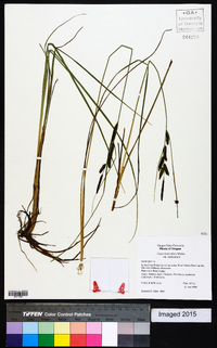 Carex lenticularis image