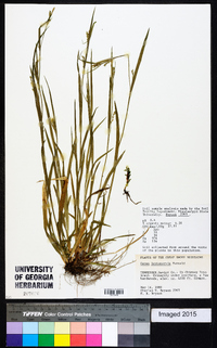 Carex leptonervia image