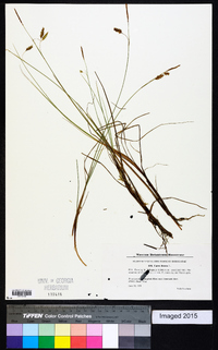 Carex limosa image