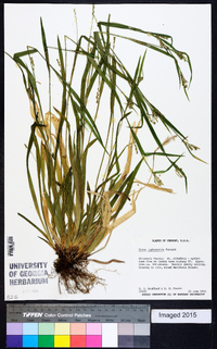 Carex leptonervia image