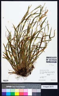 Carex leptonervia image