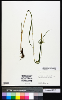 Carex lonchocarpa image