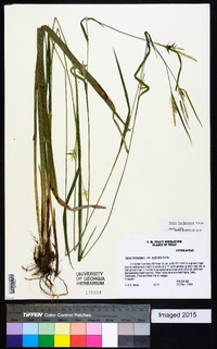 Carex lonchocarpa image