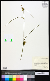 Carex lonchocarpa image