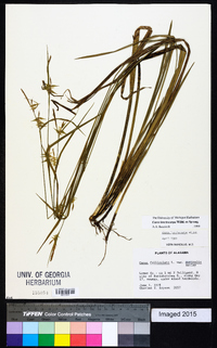 Carex lonchocarpa image