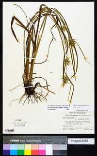 Carex lonchocarpa image