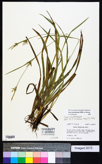 Carex lonchocarpa image