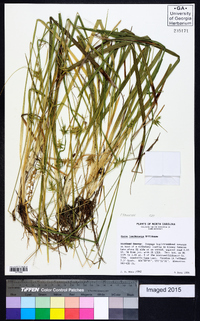 Carex lonchocarpa image