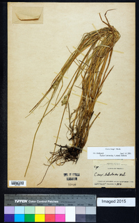 Carex longii image