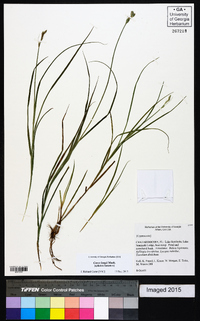 Carex longii image