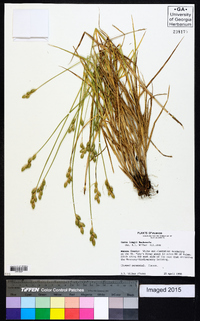 Carex longii image