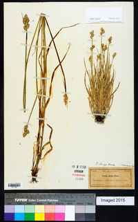 Carex longii image