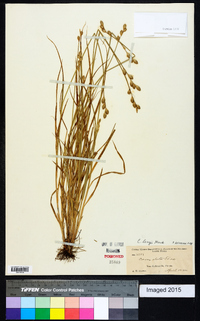 Carex longii image