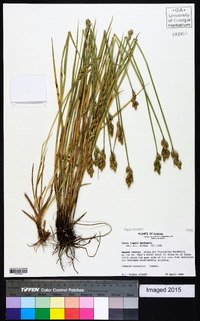 Carex longii image