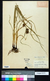 Carex louisianica image