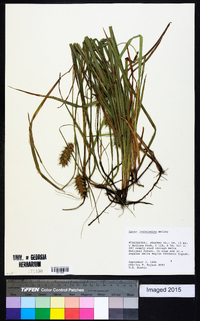 Carex louisianica image